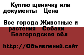 Куплю щенячку или документы › Цена ­ 3 000 - Все города Животные и растения » Собаки   . Белгородская обл.